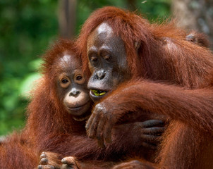 Naklejka premium Portrait of a female orangutan with a baby in the wild. Indonesia. The island of Kalimantan (Borneo). An excellent illustration.
