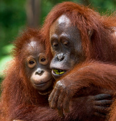 Portrait of a female orangutan with a baby in the wild. Indonesia. The island of Kalimantan (Borneo). An excellent illustration.
