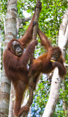 Fototapeta premium The female of the orangutan with a baby in a tree. Indonesia. The island of Kalimantan (Borneo). An excellent illustration.