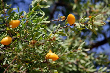 Fruits of Argan tree (Argania spinosa) on the branch 
 