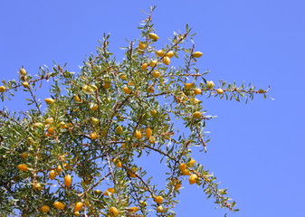 Fruits of Argan tree (Argania spinosa) on the branch 
 