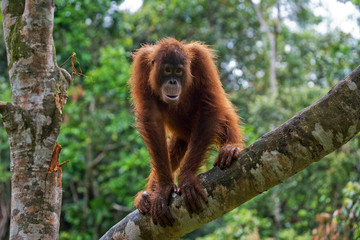 A baby orangutan in the wild. Indonesia. The island of Kalimantan (Borneo). An excellent illustration. © gudkovandrey