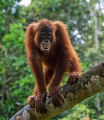 A baby orangutan in the wild. Indonesia. The island of Kalimantan (Borneo). An excellent illustration.