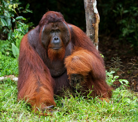 Dominant male orangutan sitting on the ground. Indonesia. The island of Kalimantan (Borneo). An excellent illustration.