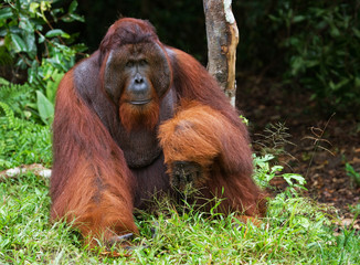 Dominant male orangutan sitting on the ground. Indonesia. The island of Kalimantan (Borneo). An...