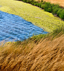 Laguna with seaweed on a background of dry grass