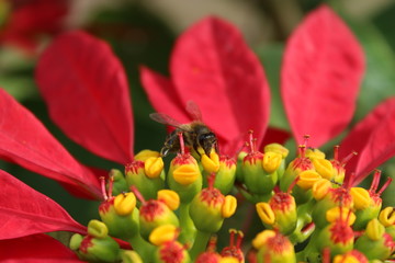 Abeja tomando polen de una flor de pascoa, Poinsettia - obrazy, fototapety, plakaty