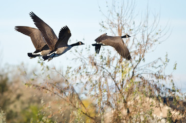Three Canada Geese Flying Low Over the Autumn Pond