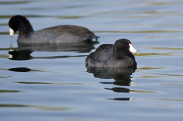 Pair of American Coots Resting on the Still Water