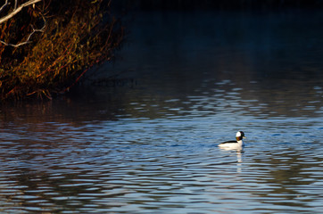 Bufflehead Duck Swimming in the Autumn Pond