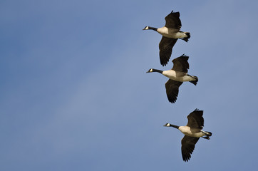 Three Canada Geese Flying in a Blue Sky