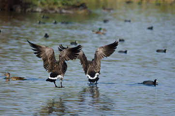 Two Canada Geese Coming in for a Landing in the Water