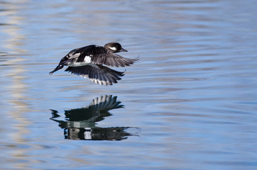 Female Bufflehead Duck Flying Low Over the Still Pond Waters