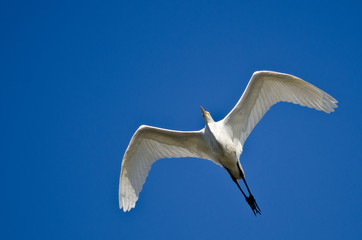 Great Egret Flying in a Blue Sky