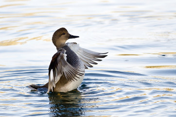 Gadwall Stretching Its Wings on the Water
