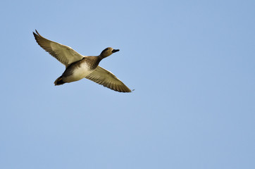 Single Gadwall Flying in a Blue Sky