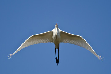 Great Egret Flying in a Blue Sky