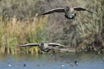 Canada Geese Coming in for a Landing on the Water