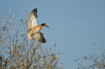 Female Mallard Duck Flying Low Over the Trees