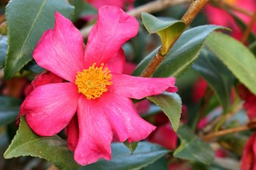 Camellia sasanqua