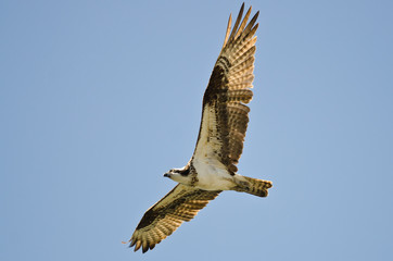 Lone Osprey Flying in a Blue Sky