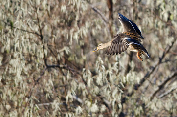 Female Mallard Duck Coming in for a Landing in the Marsh