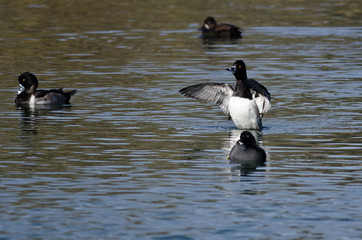 Fototapeta premium Ring-Necked Duck Stretching Its Wings While Resting on the Water