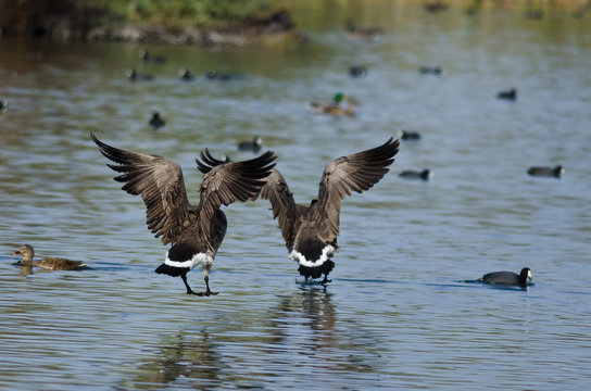 Two Canada Geese Coming in for a Landing in the Water