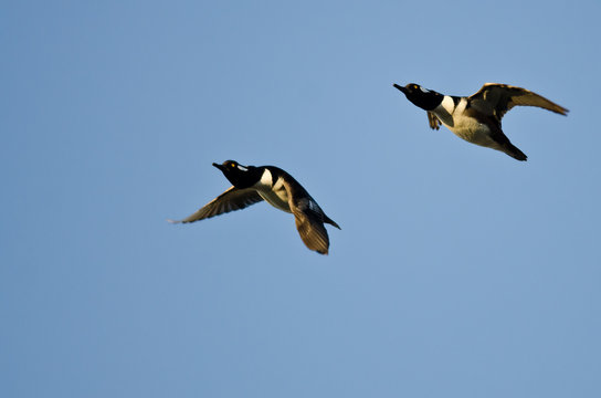 Two Hooded Merganser Ducks Flying in a Blue Sky