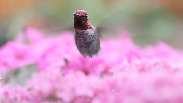 closeup of a ruby-throated hummingbird in a mass of pink pentas flowers
