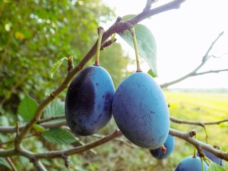 Italian prune plums on tree