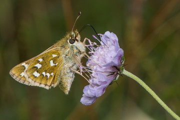 Silver-spotted skipper (Hesperia comma) nectaring on scabious
