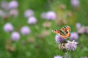 Small tortoiseshell (Aglais urticae) on creeping thistle (Cirsium arvense)
