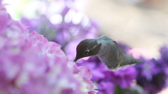 closeup of a ruby-throated hummingbird feeding from pastel-colored flowers