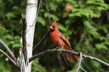 Male Northern Cardinal on a Birch Branch