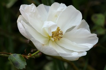 White rose