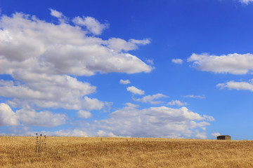 RURAL LANDSCAPE SUMMER.Between Apulia and Basilicata:cornfield in the wind dominated by clouds.ITALY