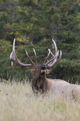 Naklejka na ściany i meble Bull elk bugles challenge in rut season
