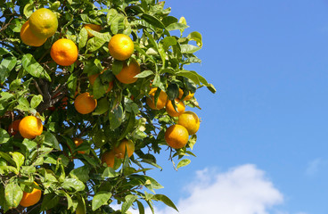 Mandarinenbaum
