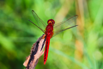 Dragonfly