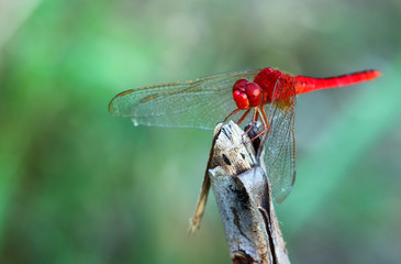 Dragonfly