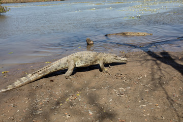 Sacred crocodile, Burkina Faso