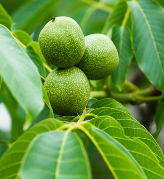 Green walnuts on the tree