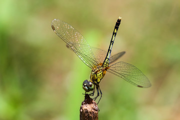 Dragonfly