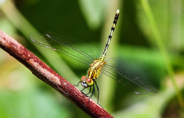 Dragonfly