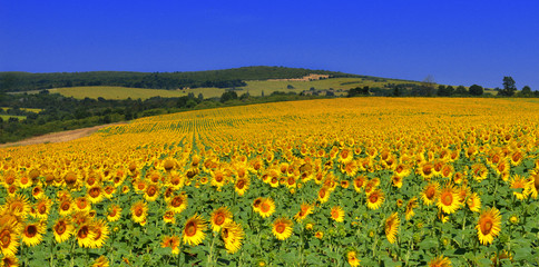 Sunflowers