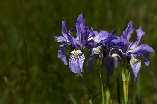 Wild iris flowers along Peak to Peak Highway