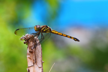 Dragonfly