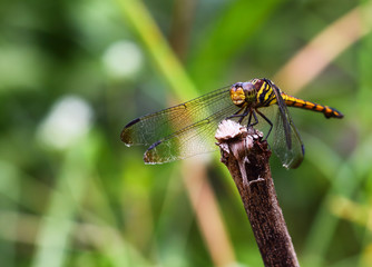 Dragonfly