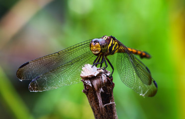 Dragonfly